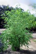 фото зелений Домашні рослини Бамбук