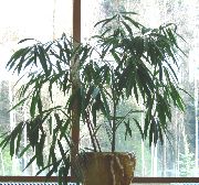 フォト 緑色 屋内植物 竹