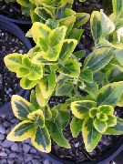 строкатий Бересклет (Евонімус) Домашні рослини фото