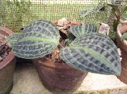 fotoğraf rengârenk  Geogenanthus, Gofre Bitki