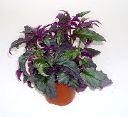 žolinis augalas Violetinė Aksomas Augalų, Bičių Aksomas Augalų, Vidinis augalai nuotrauka