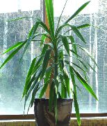 planta herbácea Dracaena, Plantas de interior foto