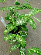 herbáceas Dracaena Polvo De Oro, Plantas de interior foto