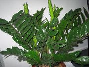 fotoğraf koyu yeşil Kapalı bitkiler Şişko