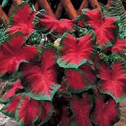 წითელი კალადიუმის შიდა მცენარეები ფოტო