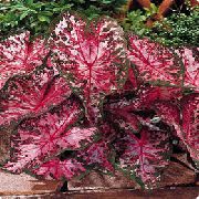 koyu kırmızı Caladium Kapalı bitkiler fotoğraf