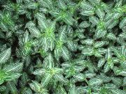 φωτογραφία ποικιλόχρους φυτά εσωτερικού χώρου Callisia, Βολιβίας Εβραίος