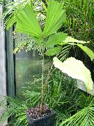 fotografija zelena Sobne Rastline Fishtail Palm