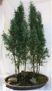 foto verde Plantas de interior Cypress
