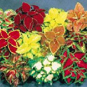rengârenk Coleus Kapalı bitkiler fotoğraf