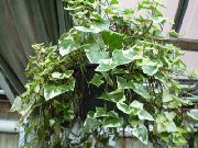 ποικιλόχρους Ακρωτήριο Κισσός, Γενέθλιο Κισσός, Κερί Αμπέλου φυτά εσωτερικού χώρου φωτογραφία