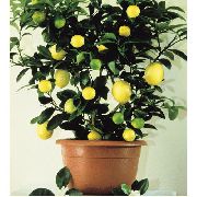 tree Lemon, Indoor plants photo