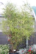 puu Melaleuca, Huonekasvit kuva