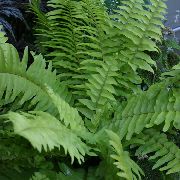 foto verde Plantas de interior Sword Ferns