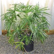 drzewa Palm Livistona, Rośliny domowe zdjęcie