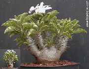 照片 绿 室内植物 Pachypodium