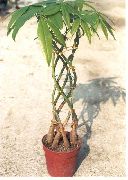 drzewa Pahira, Rośliny domowe zdjęcie