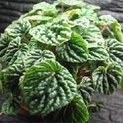 фото темно-зелений Домашні рослини Пеперомія