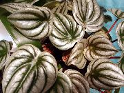 фото сріблястий Домашні рослини Пеперомія