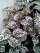 杂色 西里伯斯辣椒，花椒瑰丽 室内植物 照片