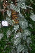 nuotrauka margas Vidinis augalai Celebes Pipirai, Didinga Pipirų