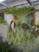 тревист Staghorn Папрат, Elkhorns, Стайни растения снимка