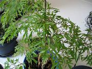 зелен Polyscias Стайни растения снимка