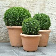 foto grün Zimmerpflanzen Buchsbaum