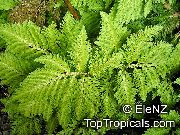 ღია მწვანე Selaginella შიდა მცენარეები ფოტო