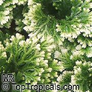 ჭრელი Selaginella შიდა მცენარეები ფოტო