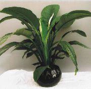 photo green Indoor plants Spatiphyllum