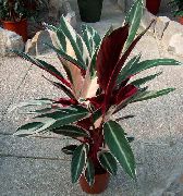 на петна Triostar, Невъзможната За Растителна Стайни растения снимка