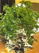 зелен Tradescantia,  Стайни растения снимка