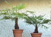 фото зелений Домашні рослини Трахикарпус