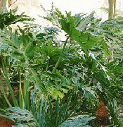 ფოტო მწვანე შიდა მცენარეები Philodendron