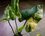 gesprenkelt Philodendron Liana Zimmerpflanzen foto