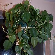 žalias Filodendras Liana Vidinis augalai nuotrauka