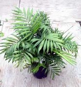 foto groen Kamerplanten Philodendron Liaan