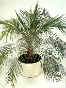 treet Dato Palm, Innendørs planter bilde