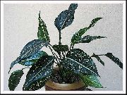 снимка на петна Стайни растения Aglaonema, Сребро Евъргрийн