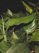 緑色 アグラオネマ、銀常緑 屋内植物 フォト
