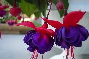 灌木 紫红色, 盆花 照片