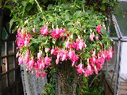 ροζ Φουξία εσωτερική Λουλούδια φωτογραφία