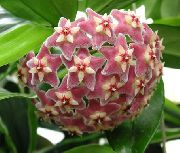 vaaleanpunainen Hoya, Morsiuskimppu, Madagaskar Jasmiini, Vaha Kukka, Seppele Kukka, Floradora, Havaijilainen Häät Kukka  kuva
