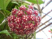 koyu kırmızı Hoya, Gelin Buketi, Madagaskar Yasemini, Mum Çiçeği, Çelenk Çiçek, Floradora, Hawaii Düğün Çiçeği  fotoğraf
