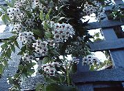 fénykép fehér  Hoya, Menyasszonyi Csokor, Madagaszkár Jázmin, Viasz Virág, Virágfüzér Virág, Floradora, Hawaii Esküvői Virág