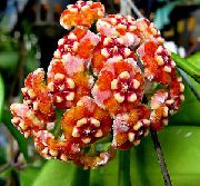 снимка оранжев  Hoya, Булчински Букет, Мадагаскар Жасмин, Восък Цвете, Венец Цвете, Floradora, Хавайска Сватба Цветя