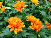 oranžový Kvetinárstvo Mamička, Pot Mamička Izbové kvety fotografie