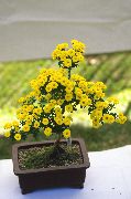 жовтий Хризантема Домашні квіти фото