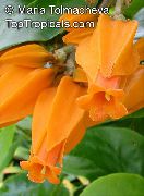 жбун Голд Фингер Биљка, Затворени цвеће фотографија